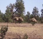3 Tage Flinders Ranges